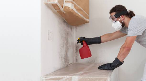 Professional Black Mold Remediation technician working in Totowa, NJ
