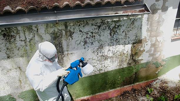 Top rated local Black Mold Remediation specialists in Totowa, NJ
